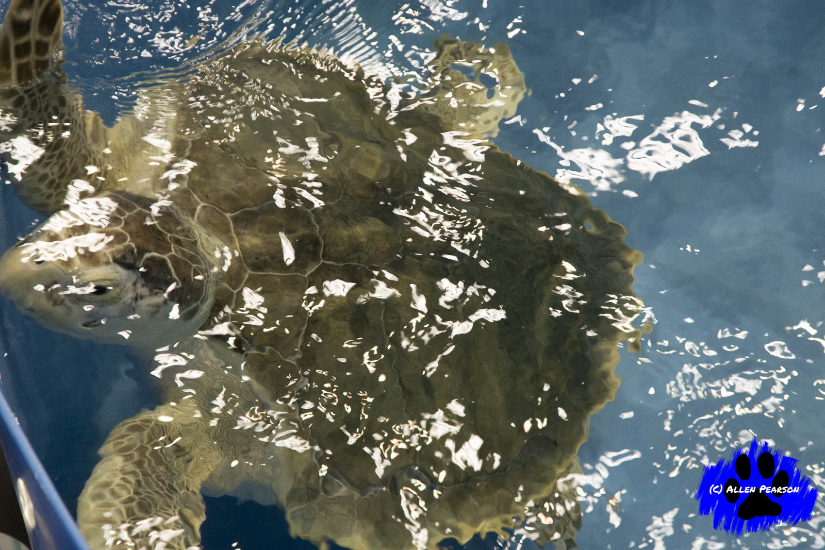 Allen Pearson's Photos - Sea Turtle at Karen Beasley Sea Turtle Rescue and Rehab Ctr 1.JPG